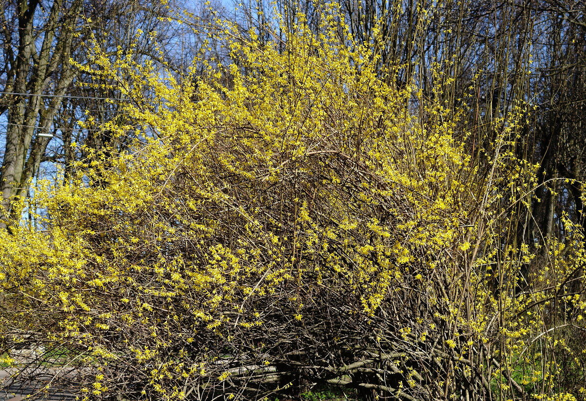 Форзиция - Рита Симонова