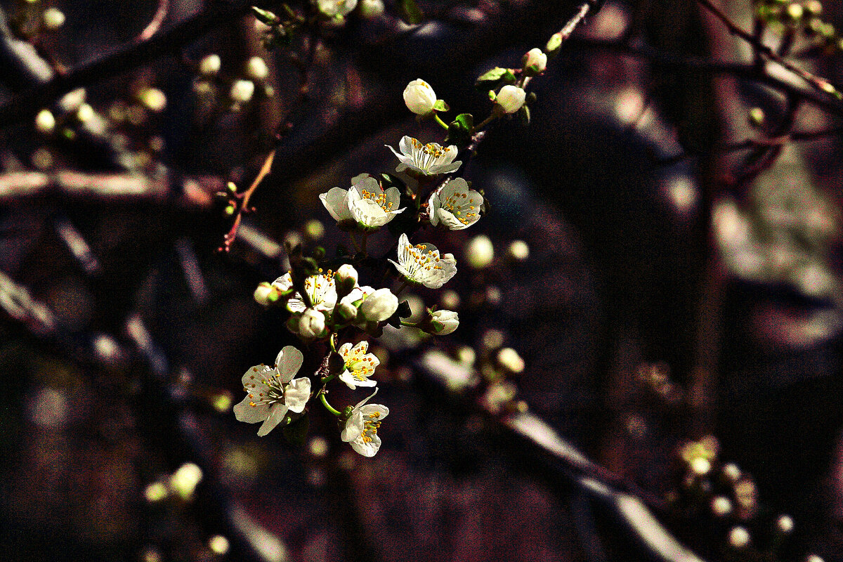Какие цветочки! - Юрий Гайворонскiий Какие цветочки! - Юрий Гайворонскiий