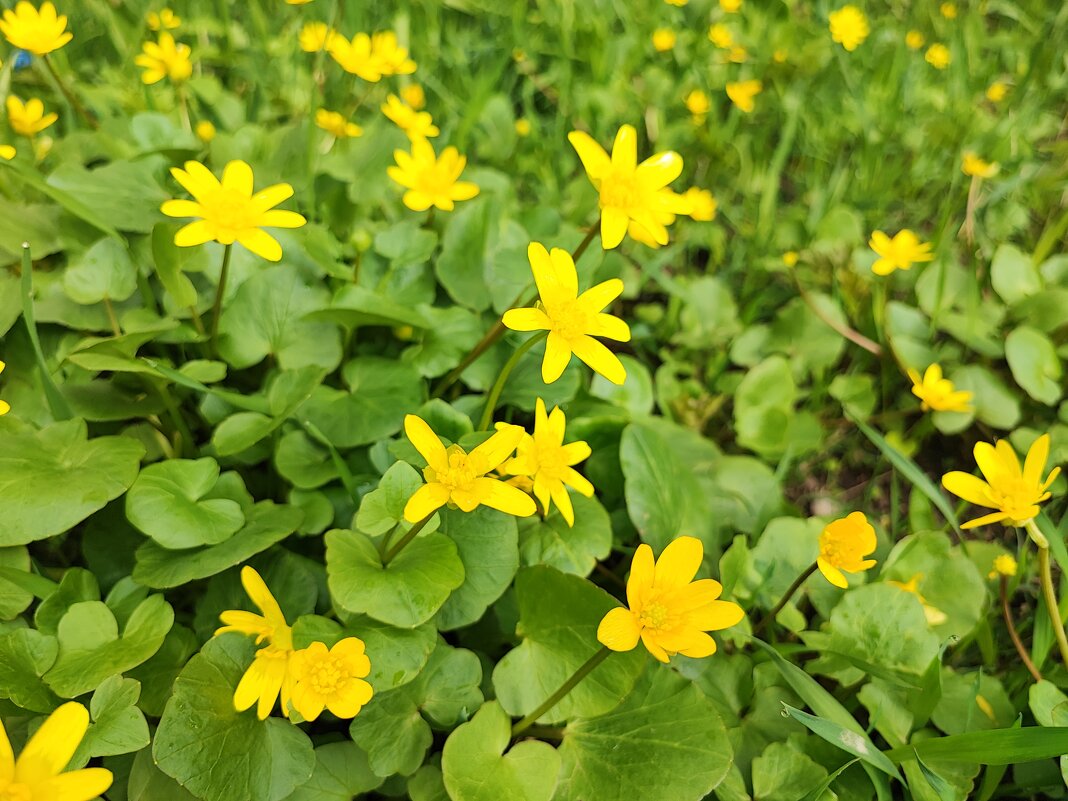 ,,, - Сергей Тимоновский