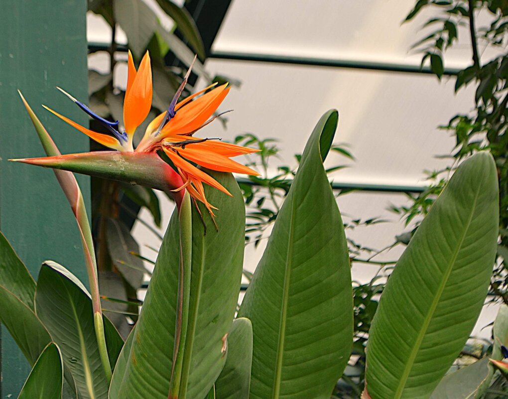 В Аптекарском огороде - Татьяна Тюменка