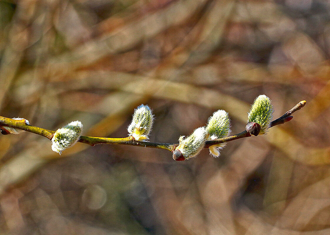 С Вербным Воскресеньем!❤️ - Светлана С Вербным Воскресеньем!❤️ - Светлана