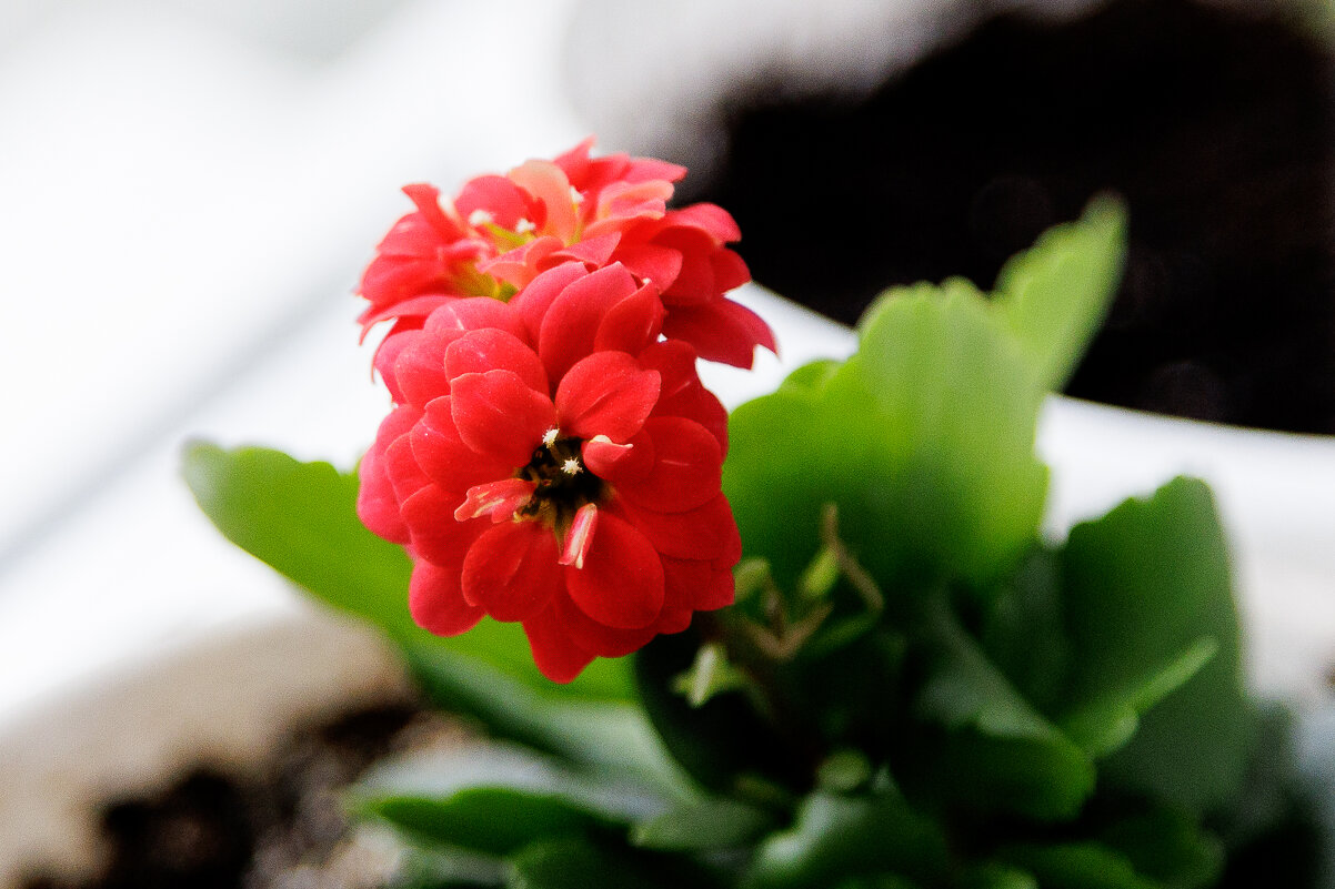 Утро на подоконнике - Aleksey Zaikin Утро на подоконнике - Aleksey Zaikin