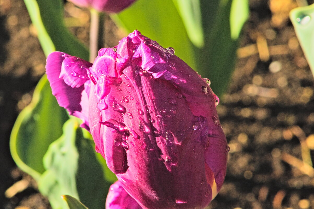 Тюльпан - Giant Tao /