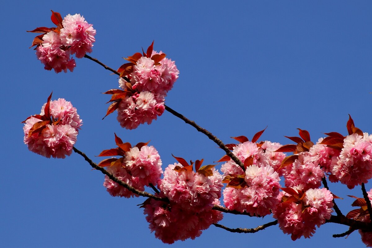 Цветёт апрель - Юрий. Шмаков Цветёт апрель - Юрий. Шмаков