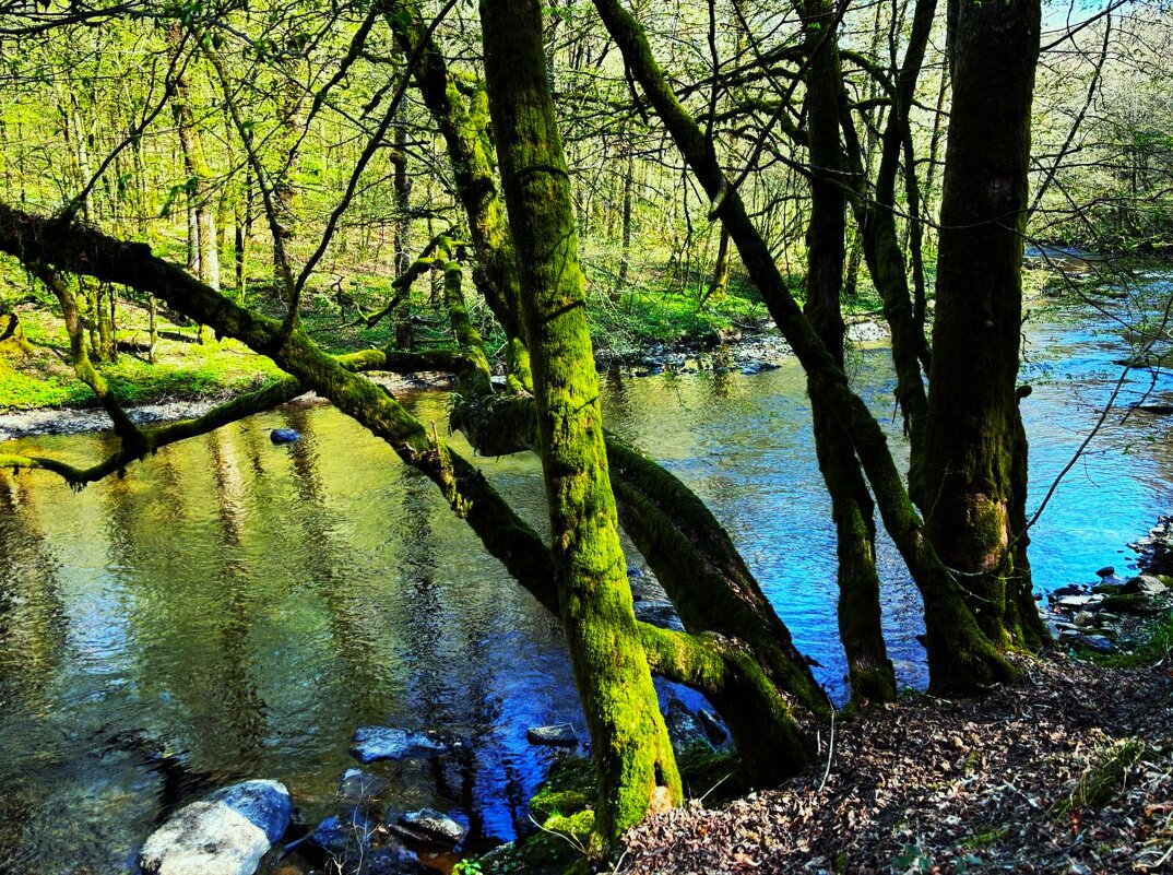 Первая зелень около речки - Aida10 