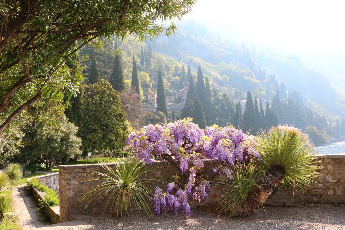 пора Глицинии - Светлана Баталий пора Глицинии - Светлана Баталий