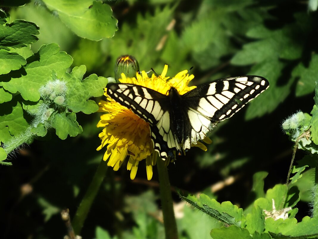 ** - Зоя Мишина