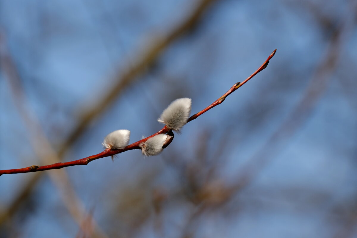 С Вербным Воскресеньем ! - Андрей Зайцев