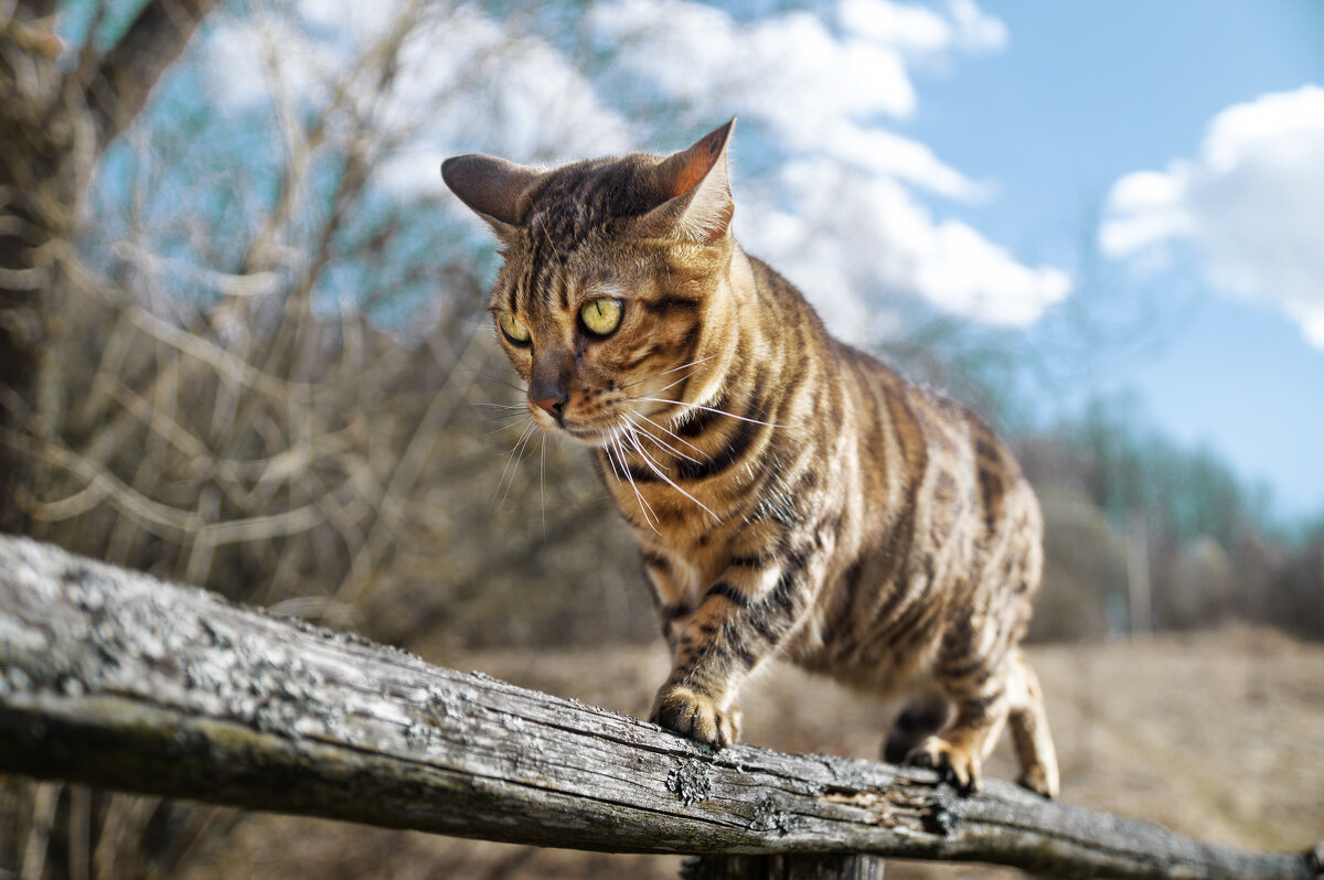 Лео - sorovey Sol