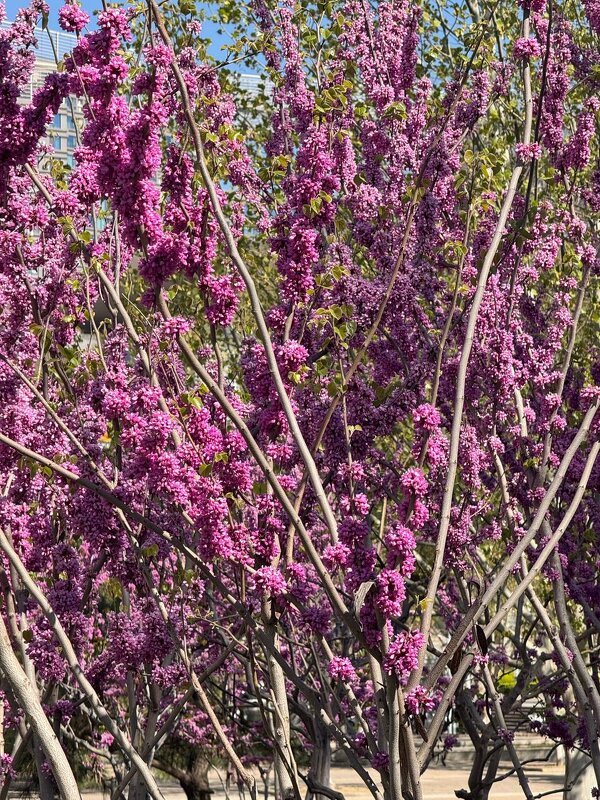 Весна в Китае - Ирэн 