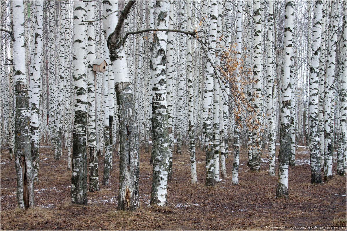 Берёзовая роща - Анастасия Северюхина