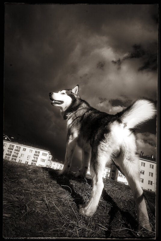 Ярик. - leff Postnov