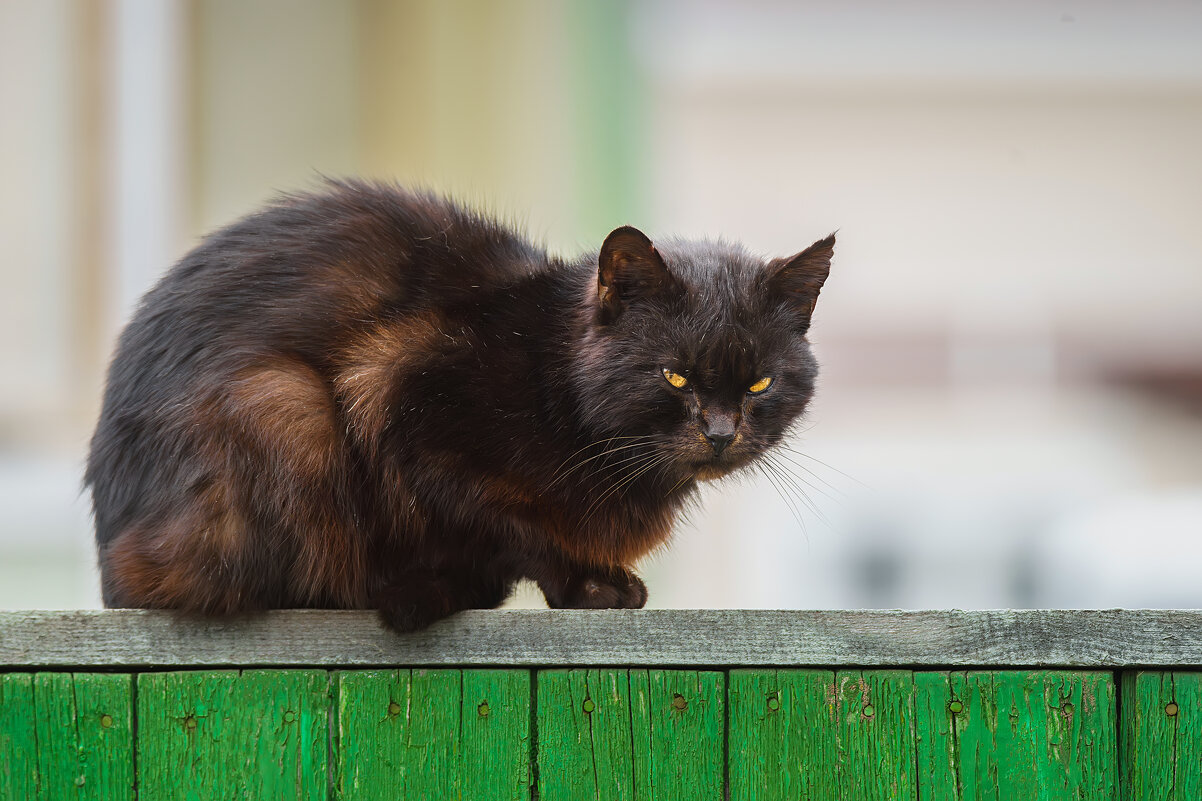 На заборе - Alex Bush На заборе - Alex Bush