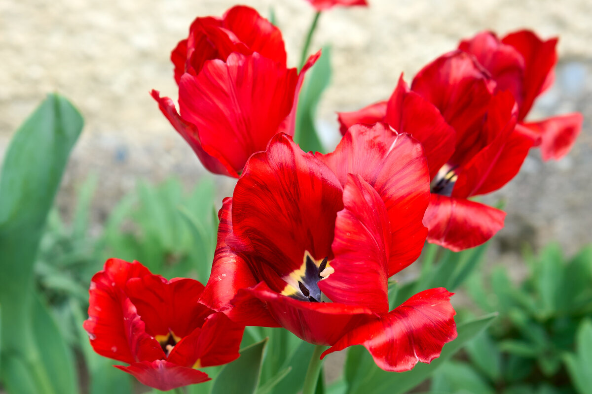 тюльпаны - Sergej тюльпаны - Sergej