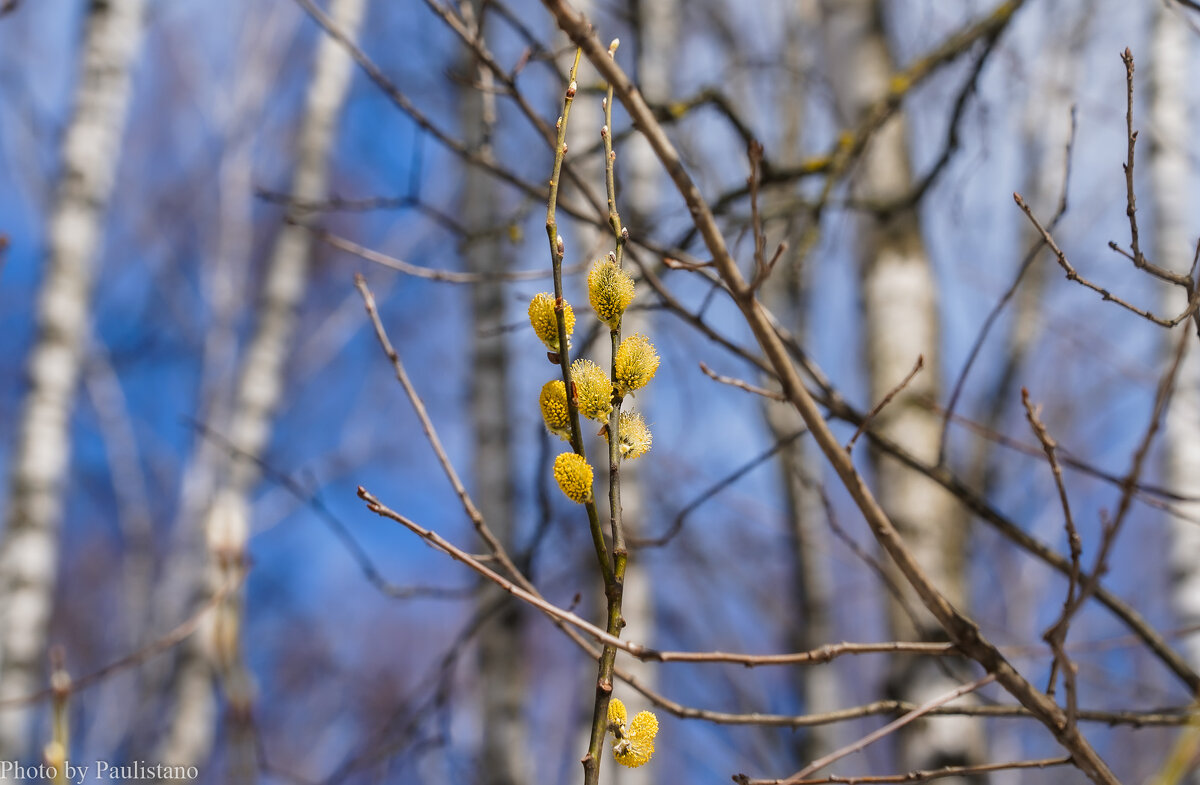 Палитра апреля... - Владимир Жданов