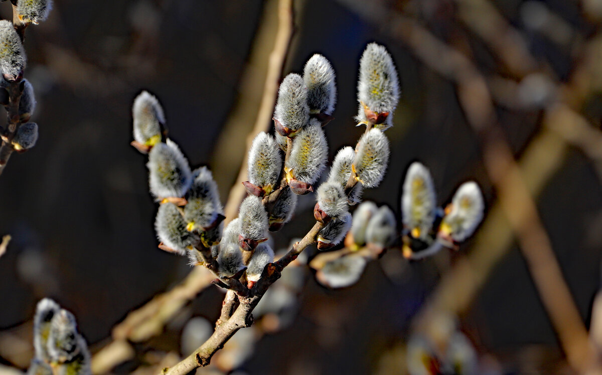 13 апреля - краснов юрий 