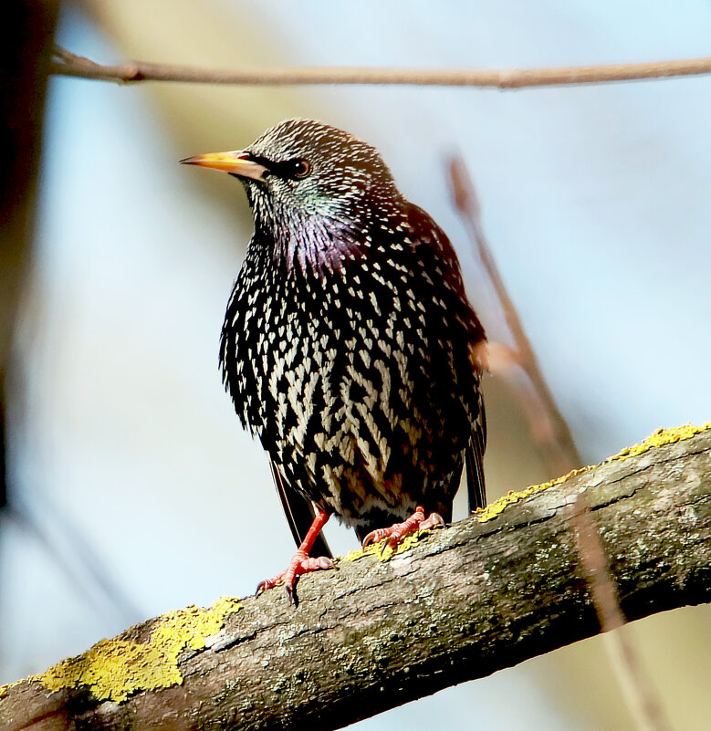 Скворец - Светлана 