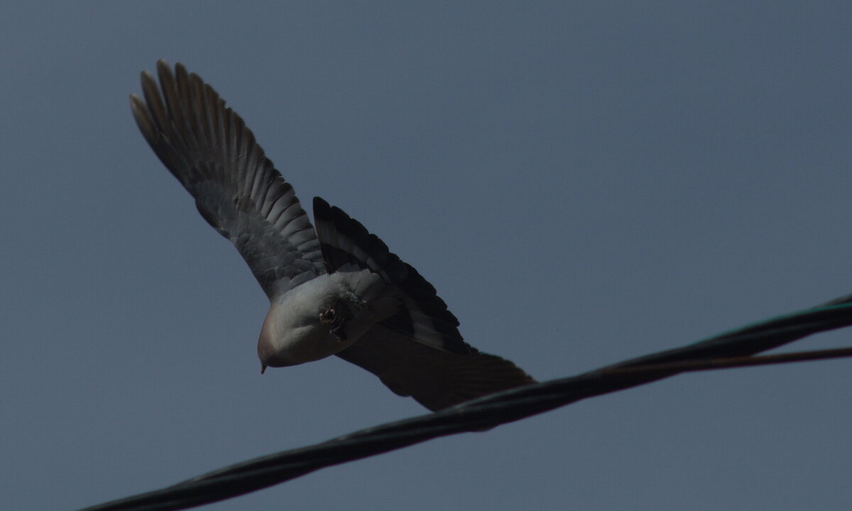 Горлица. - Михаил Полыгалов Горлица. - Михаил Полыгалов