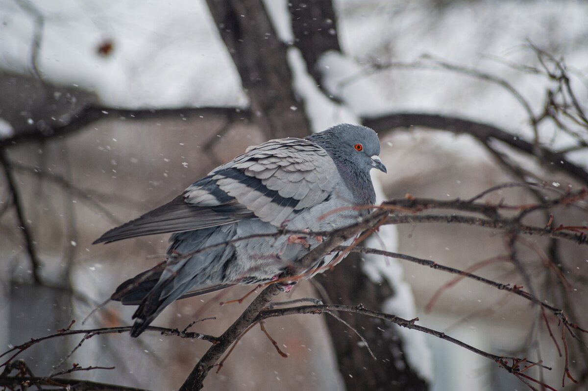 *** - Николай Чекалин