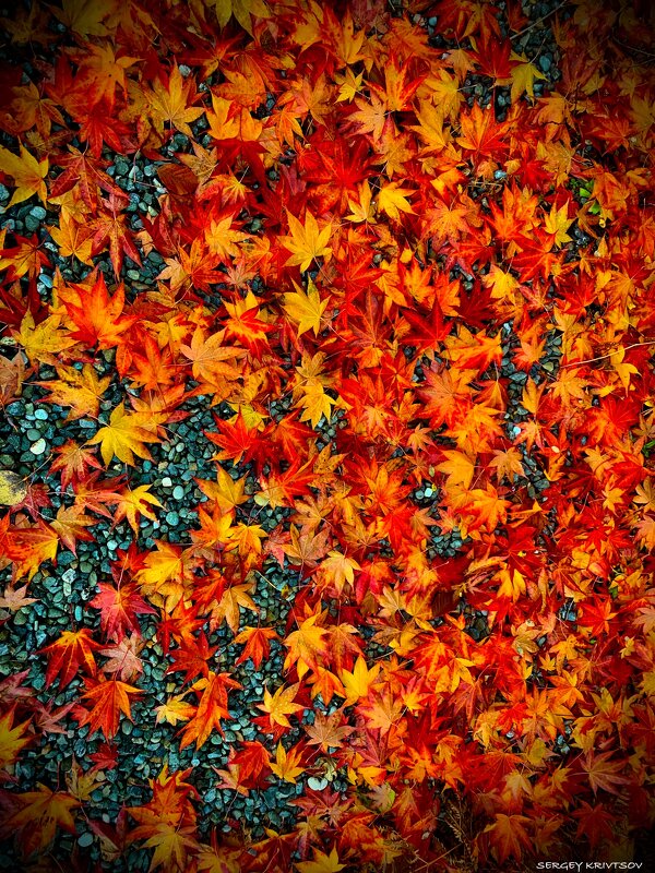 Клен ты мой... - Sergey Krivtsov Клен ты мой... - Sergey Krivtsov