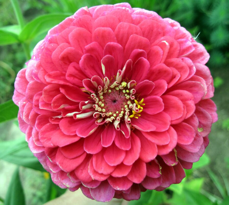 Ещё одна циния. - Ирина ***