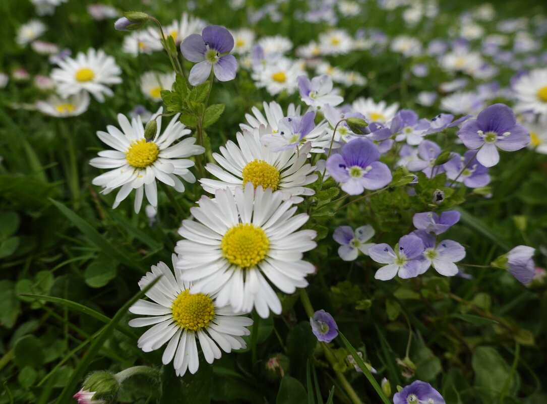 В мире цветов так тепло и прохладно... - Галина В мире цветов так тепло и прохладно... - Галина