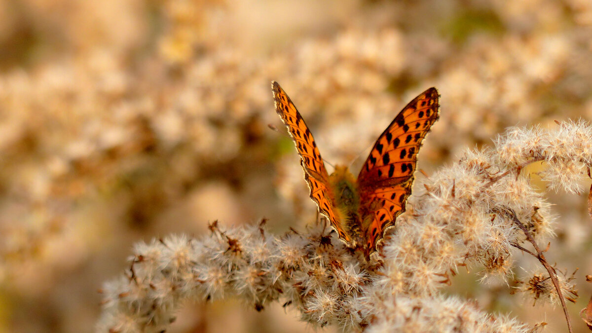 опять про бабочек 8 - Александр Прокудин опять про бабочек 8 - Александр Прокудин