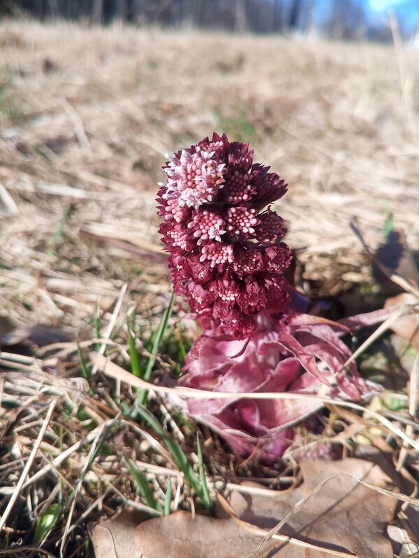 Белокопытник - Сапсан Белокопытник - Сапсан