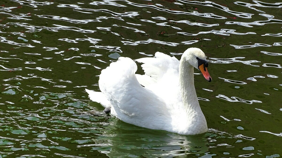 Лебедь городского сада - Милешкин Владимир Алексеевич Лебедь городского сада - Милешкин Владимир Алексеевич