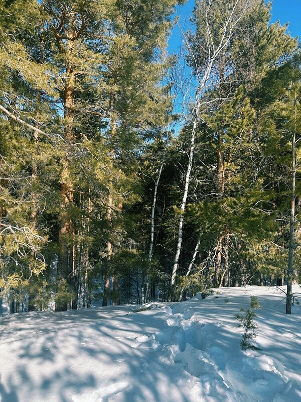 Зимний день - Георгиевич Зимний день - Георгиевич