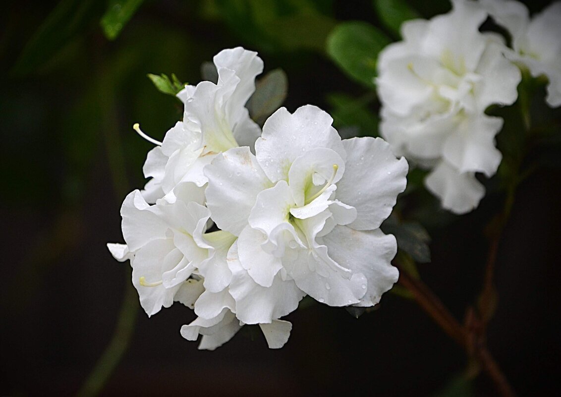 В Аптекарском огороде - Татьяна Тюменка
