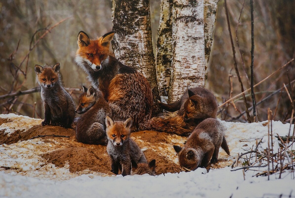 7 Я лис - Ольга 7 Я лис - Ольга