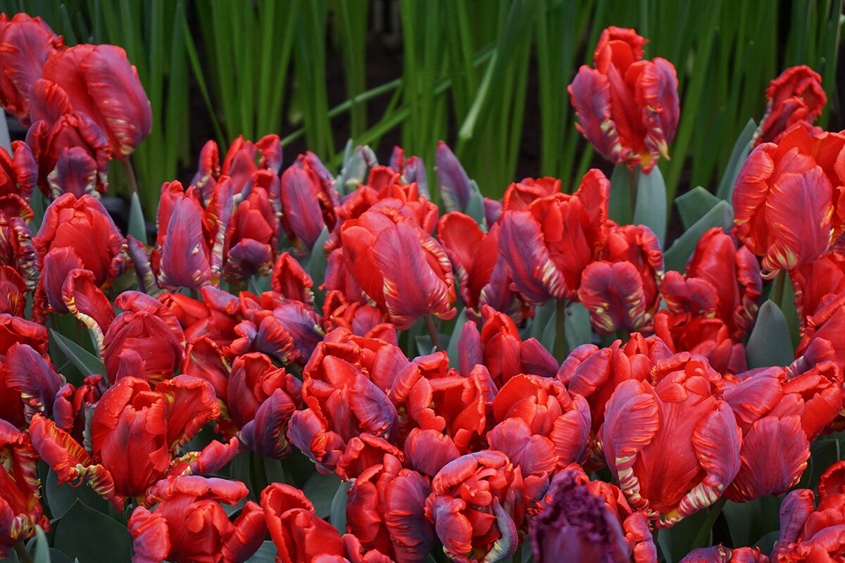 Тюльпаны попугайные - Ольга 