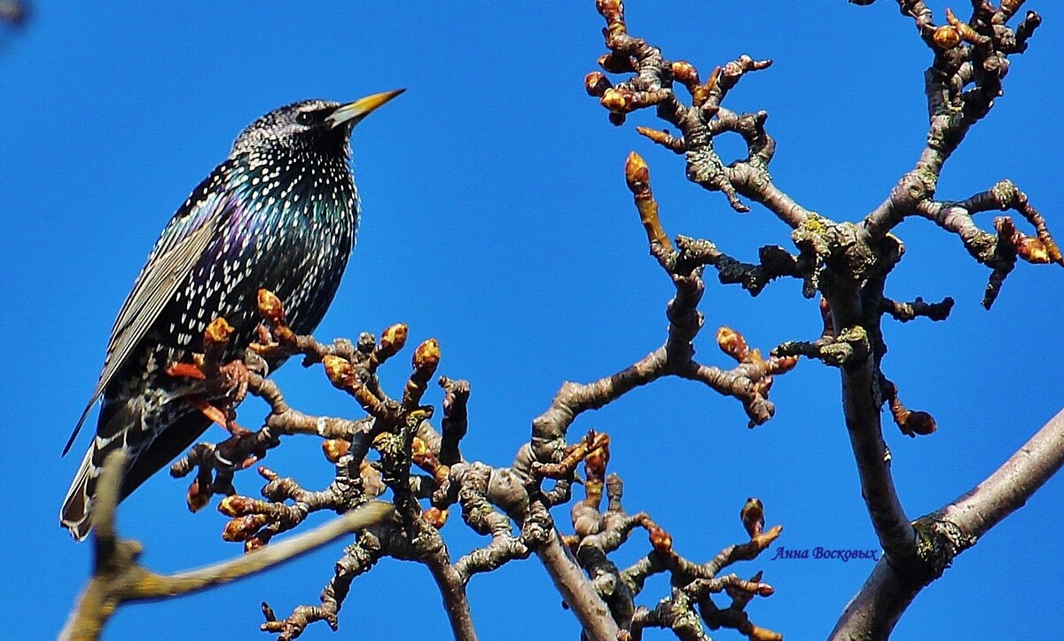 Скворец. - Восковых Анна Васильевна Скворец. - Восковых Анна Васильевна