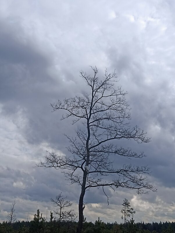 Пасмурно - Pippa Пасмурно - Pippa