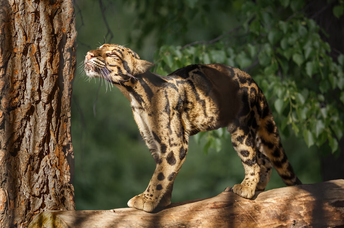 Дымчатый леопард - SanSan 