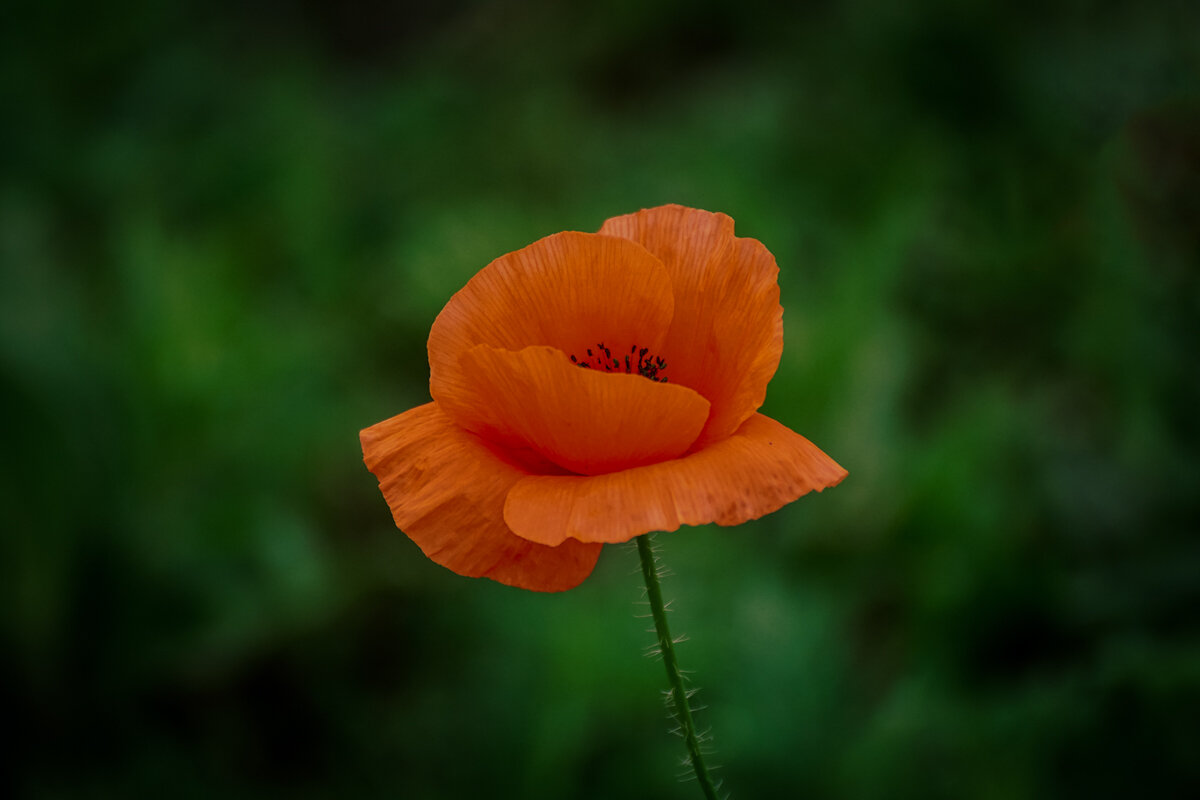 Мак - Игорь Сикорский Мак - Игорь Сикорский