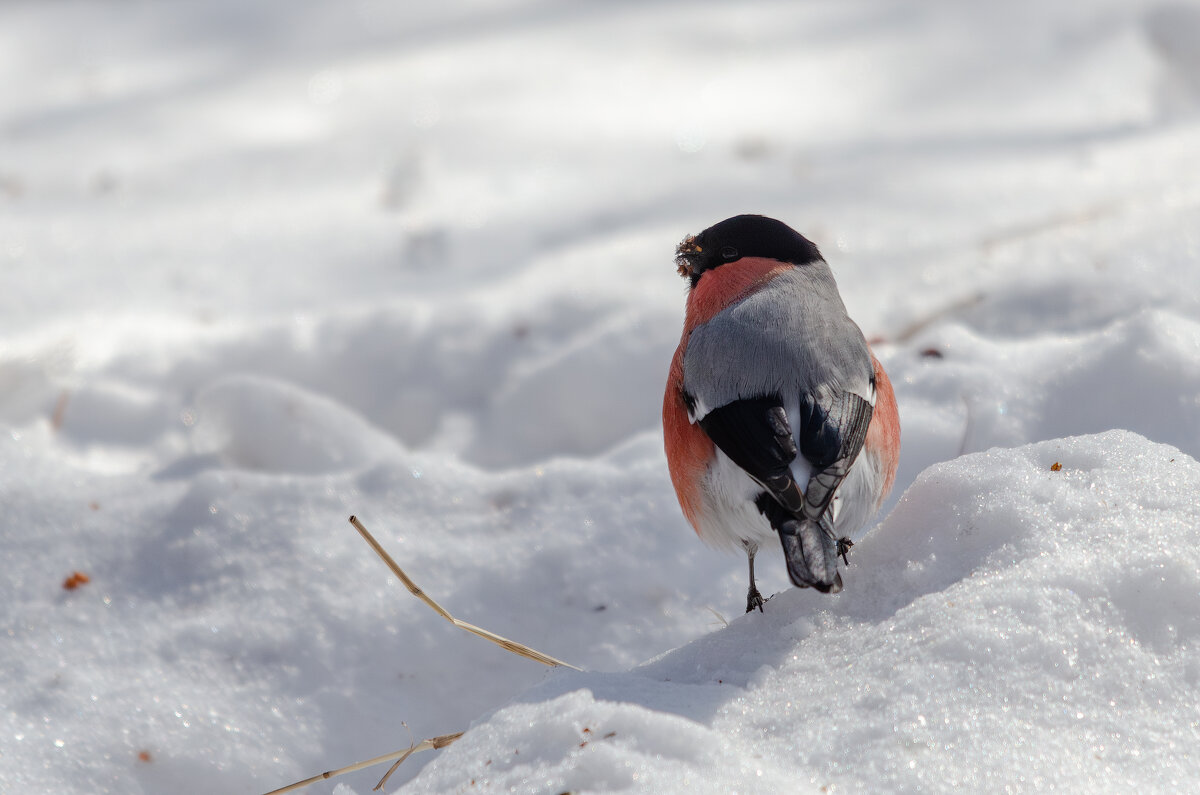 Снегирь. - Виктор Иванович Чернюк Снегирь. - Виктор Иванович Чернюк