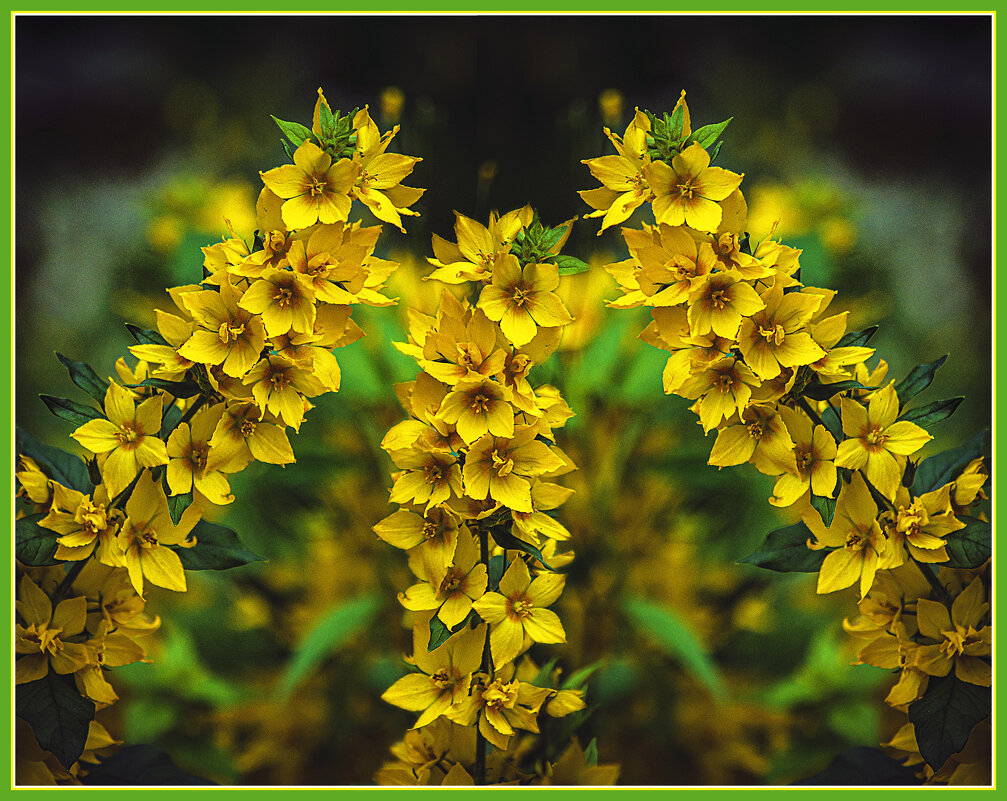 Цветение - Владимир Кроливец Цветение - Владимир Кроливец