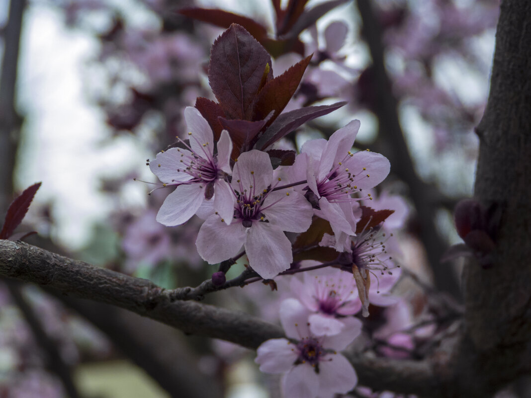 Опять весна - Валентин Семчишин