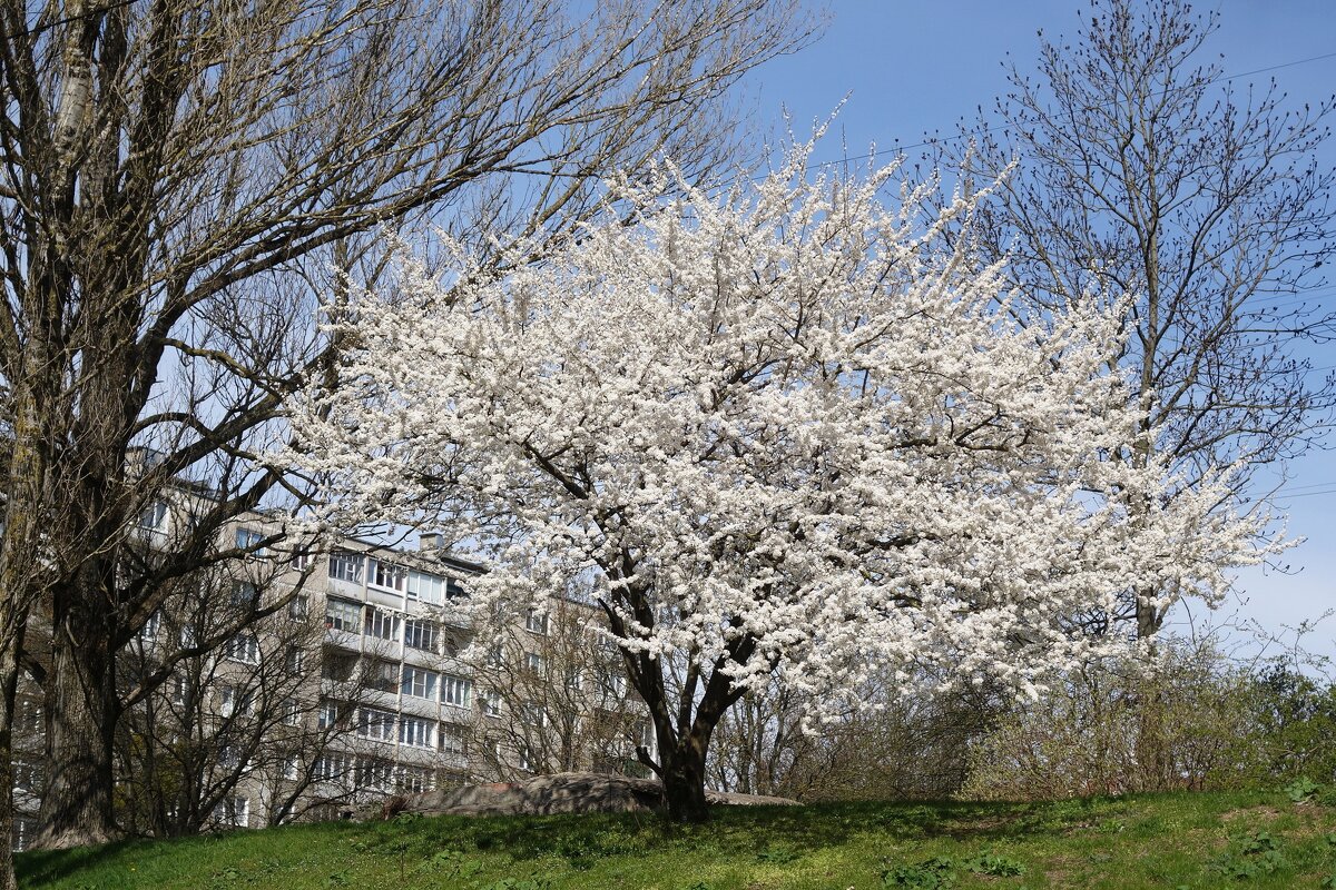 Апрельское цветение - Рита Симонова