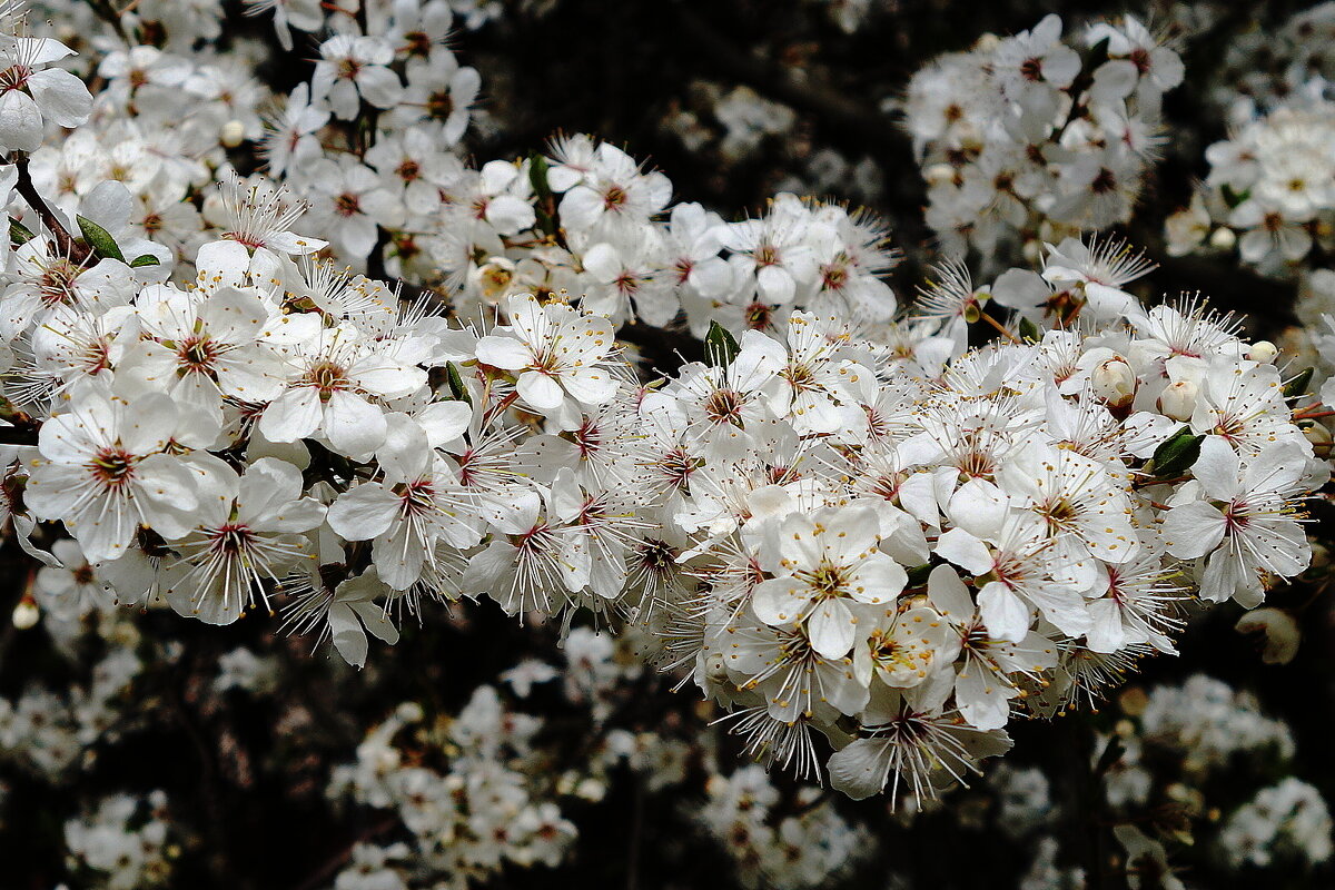 Апрельское цветение - Рита Симонова Апрельское цветение - Рита Симонова