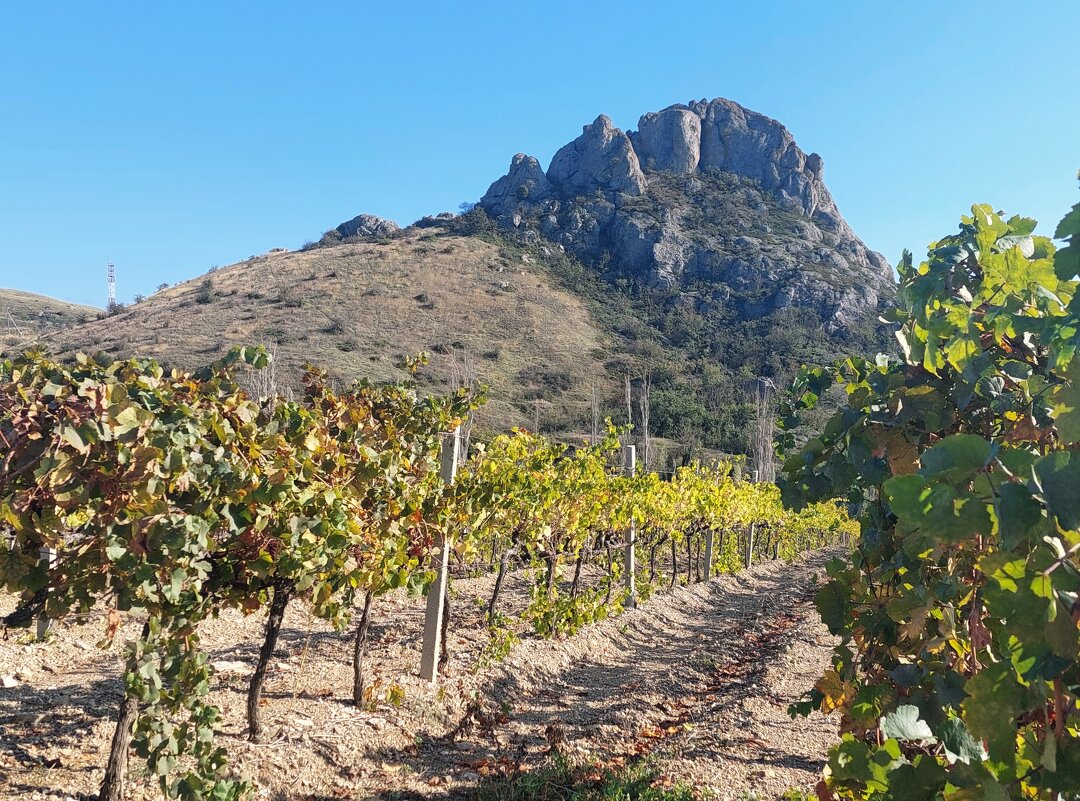 Крымские виноградники - ИРЭН@ . Крымские виноградники - ИРЭН@ .