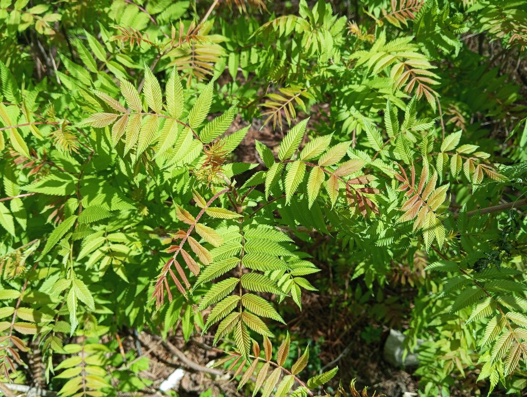 Молодые листики - Елена Семигина