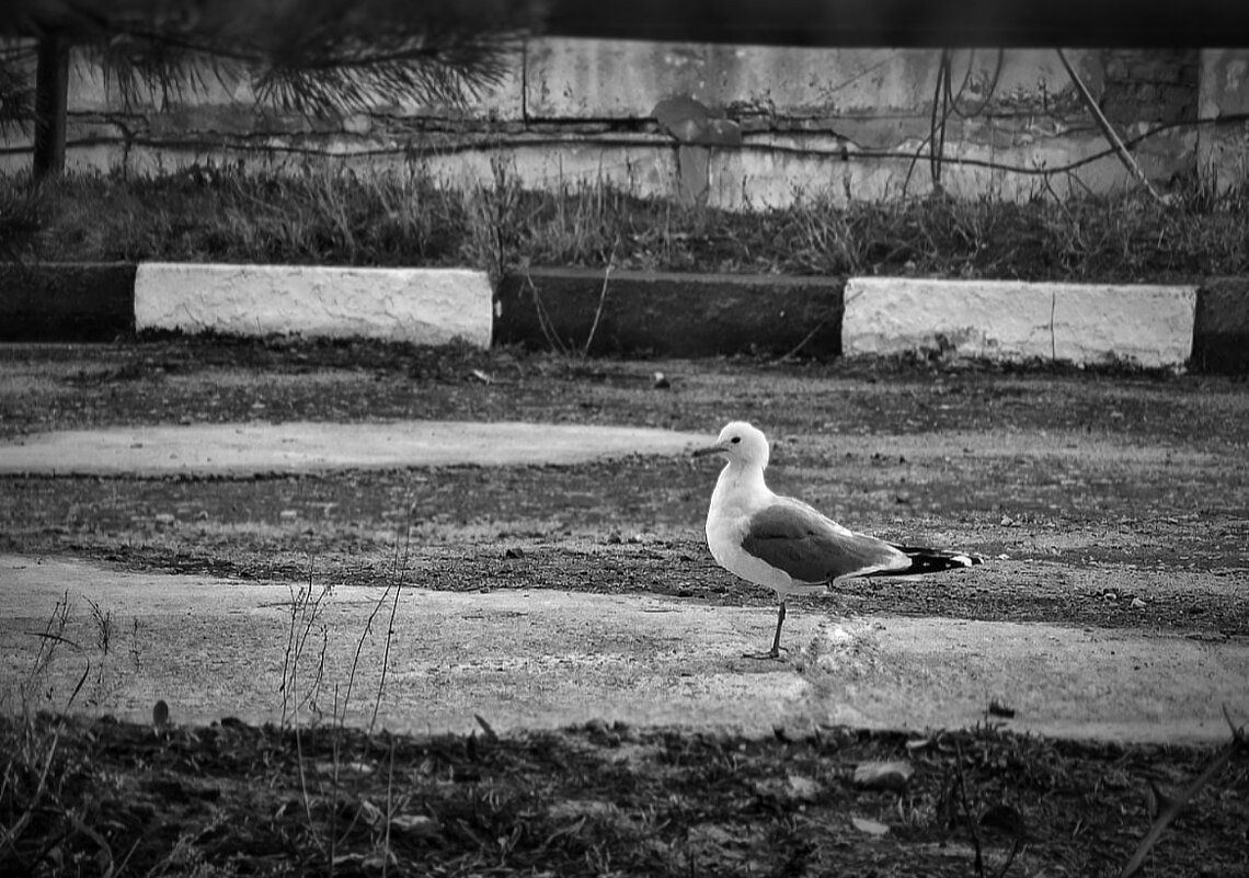 ***** - Алексей Архипов