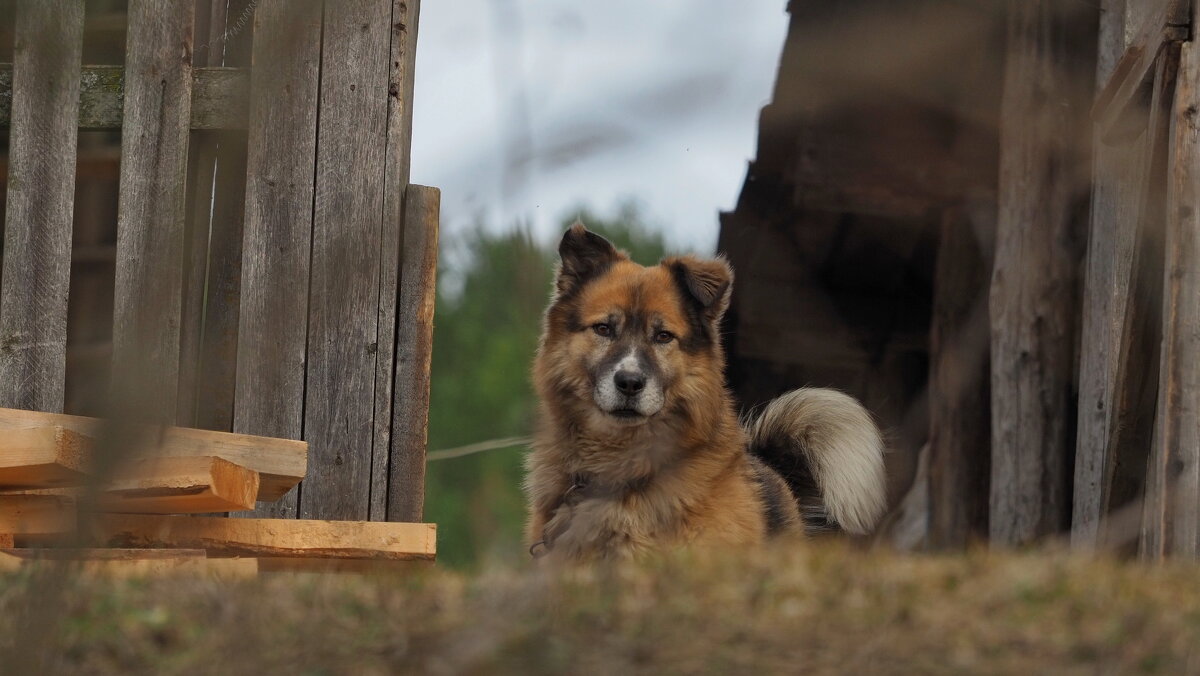 Я - песа - Владимир Я - песа - Владимир