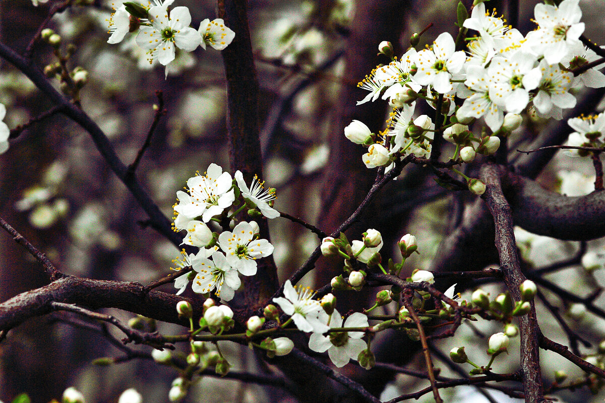 Цветёт абрикоса - Юрий Гайворонскiий Цветёт абрикоса - Юрий Гайворонскiий
