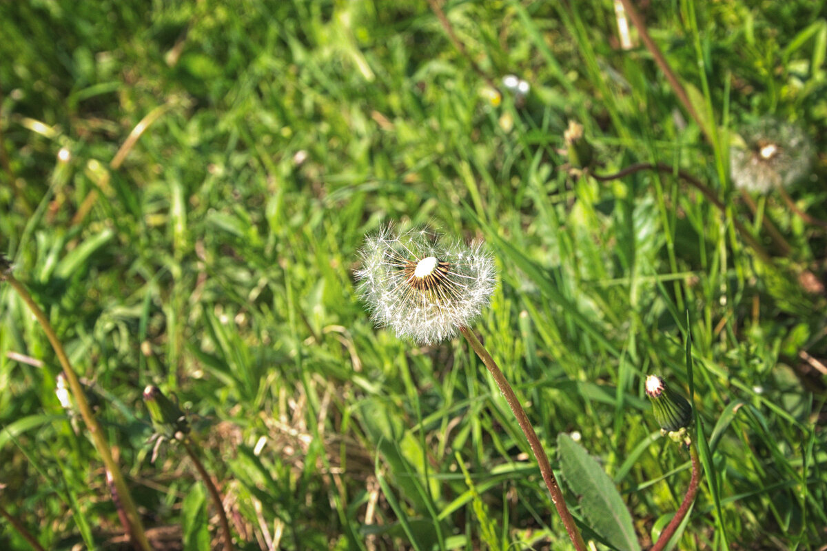Одуванчик в поле - Джованни Луче Одуванчик в поле - Джованни Луче