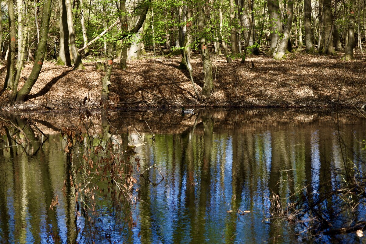 Отражение. - Lucy Schneider Отражение. - Lucy Schneider