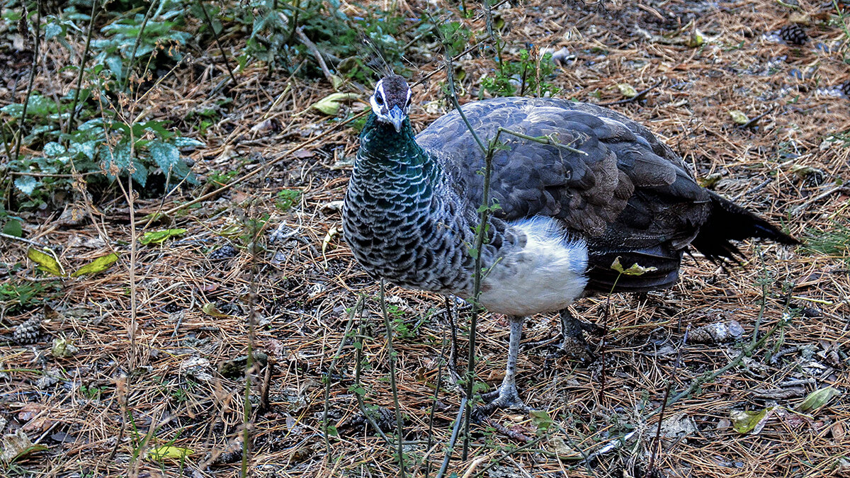 Что за чудо? - Alexandеr P